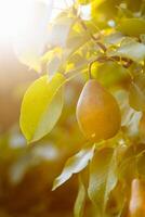 Ripe pears on tree branch. Organic pears in the garden. Close up view of Pears grow on pear tree branch with leaves under sunlight. photo