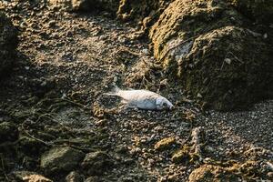 muerto crucian en grava playa. agua contaminación concepto, salvar el planeta concepto. de cerca. foto