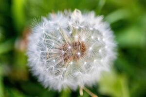 de cerca de un diente de león semilla cabeza con delicado blanco semillas Listo a dispersar, conjunto en contra un borroso verde antecedentes. foto