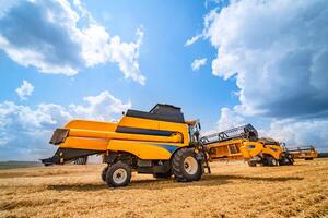 Combine harvester in action on wheat field. Harvesting is the process of gathering a ripe crop from the fields. photo