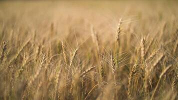 wheat field , rye before harvest video