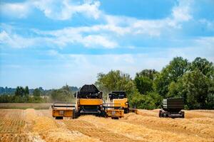 Grain harvesting combine in a sunny day. Yellow field with grain. Agricultural technic works in field. photo