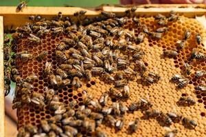 bees sit on the frame of honeycombs during the day in the garden. Close-up photo