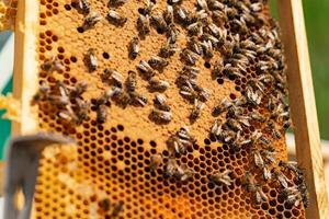 Hardworking bees on honeycomb in apiary. Honeycomb with bees and honey photo