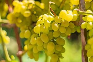 white grapes are in the garden in the summer on the background of green leaves in autumn photo