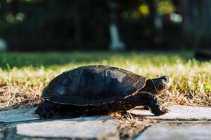 Tortuga caminando en césped. salvaje Tortuga al aire libre en parque foto