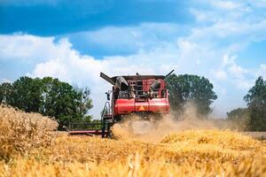 combinar segador a trabajo cosecha un campo de trigo. cosecha maduro cosecha desde el campos. foto