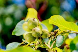 Green nuts on a tree. A lot of nuts on a tree on a sunny day photo