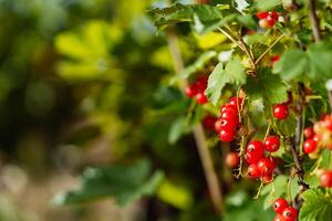 bush of red currant grows in the garden in the summer on a green background. Close-up photo