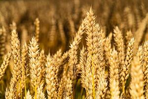 Golden wheat field and sunny day. Stalks of wheat flutter in the wind in the field. Harvest concept. Close-up photo