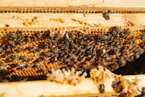 macro Disparo de abejas pululando en un panal. marcos de un abeja colmena. colmenar concepto foto