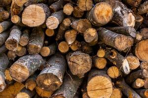 Wooden logs. Cross section of the tree. Folded firewood for the winter. Trunks of trees. photo