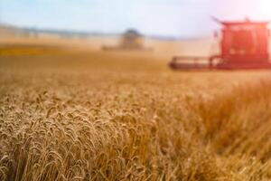 Combine harvester. Harvesting machine for harvesting a wheat field photo