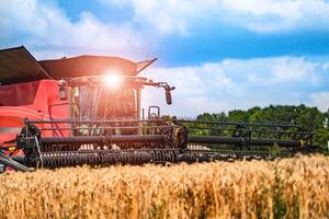 Red grain harvesting combine in a sunny day. Yellow field with grain. Agricultural technic works in field. Closeup. photo