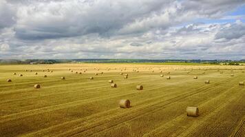 Bales of hay in the field. A stack of hay. Straw in the meadow. Wheat harvest in summer. The natural landscape of the countryside. Grain crop, harvesting. photo