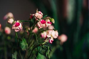 Bouquet of old pink roses with faded leaves on dark background. Withered and dried pink and white petals. Close-up photo