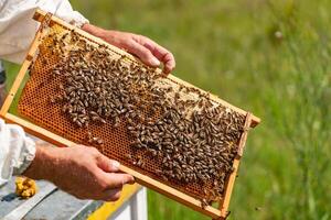 The beekeeper examines the frames with honey. Beekeeper holding frame of honeycomb with working bees outdoor. photo