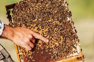 Hand of beekeeper is working with bees and beehives on the apiary. Bees on honeycombs. Frames of a bee hive photo