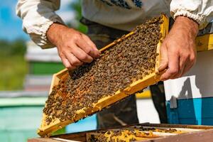 un apicultor endereza el panal en el marco con el abejas encima el colmena. de cerca foto