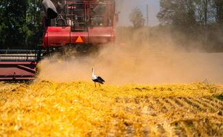 combinar segador en acción en trigo campo. proceso de reunión maduro cosecha desde el campos. grua en trigo. foto