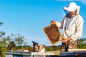 a beekeeper in protective clothing holds a frame with honeycombs for bees in the garden in the summer photo