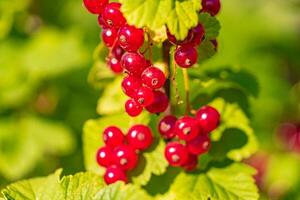 a bunch of red currant grows on the bush in the yard in the summer. Close-up photo