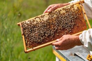 human hands hold a frame with honeycombs for bees in the garden in the summer. Close-up photo