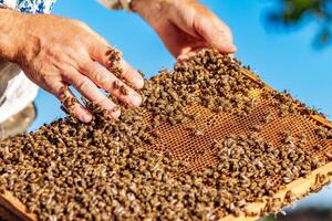 hands of man shows a wooden frame with honeycombs on the background of green grass in the garden photo