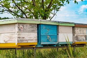 Hives in an apiary with bees flying to the landing boards in a green garden. Busy bees producing honey photo