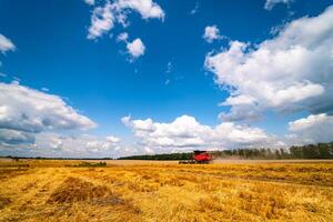 Golden wheat field and blue sky, landscape of agricultural grain crops in harvest season, selective focus with combine in the distance. photo