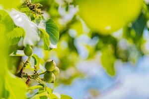 Walnuts on a tree at sunset. Green fruit of the walnut on the branch. Walnut tree photo