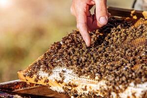 Beekeeper showing the honeycomb in the frame. Beekeeper at work. Frames of a bee hive. Apiary concept photo