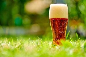 Glass of cold beer on the grass. Beer in garden and summer day photo