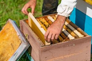 apicultor pone un marco con panales en un Colmena para abejas en el jardín en el verano foto