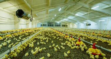 A large modern farm for growing chickens photo