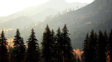 ein Wald gefüllt mit viele von hoch Bäume video