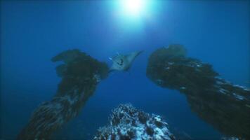 A manta ray swims over a coral reef video