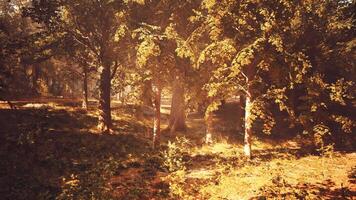 de zon is schijnend door de bomen in de bossen video