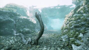 An underwater scene with rocks and a tree trunk video