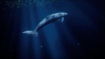 uma majestoso branco baleia natação entre escolas do peixe video
