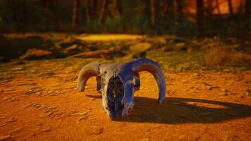 An animal skull laying on the ground in the dirt video