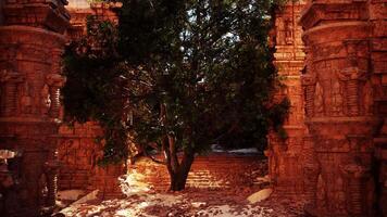 A tree in the middle of a stone structure video