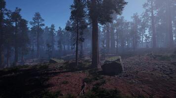 uma nebuloso floresta preenchidas com grande quantidade do árvores video