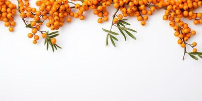 AI generated Frame with fresh sea buckthorn on a white background with space for text photo