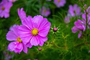 vibrante rosado cosmos flores con delicado pétalos y amarillo centros, conjunto en contra un lozano verde antecedentes. foto