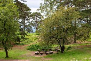 Tranquil forest clearing with picnic benches surrounded by lush green trees. photo