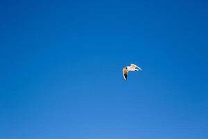 Seagull flying against a clear blue sky, minimalistic nature background. photo