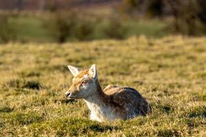 A young deer grazing in a sunlit field with another deer in the background. photo
