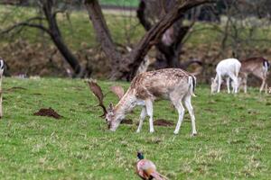 Tres barbecho ciervo pasto pacíficamente en un lozano verde prado con arboles en el antecedentes. foto