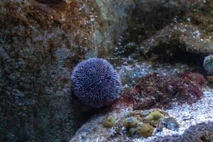 Close-up of a sea urchin on a rocky underwater surface with visible marine textures and subtle lighting. photo